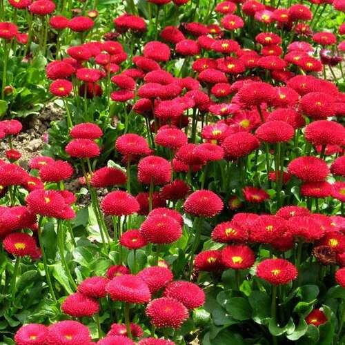 Маргаритка многолетняя Tasso Red (Тассо Рэд)