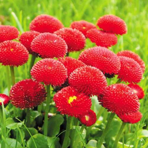 Маргаритка многолетняя Tasso Red (Тассо Рэд)