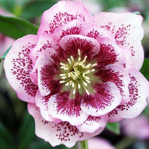 Морозник восточный Double Ellen Pink Spotted (Дабл Эллен Пинк Споттид)