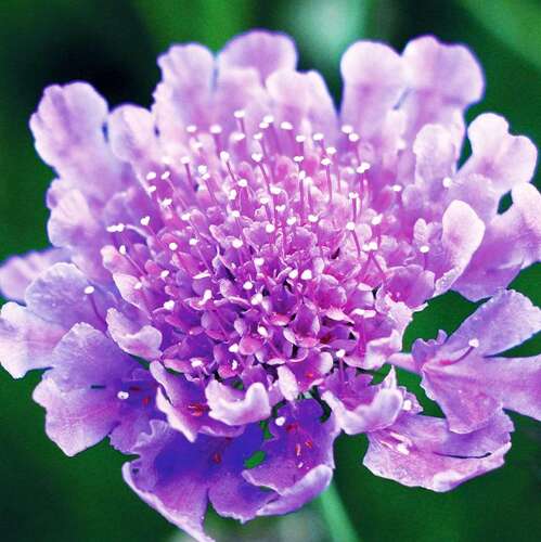 Скабиоза Vivid Violet (Вивид Виолет)