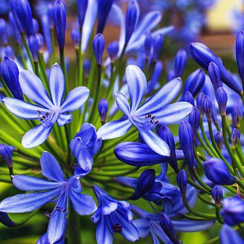 Агапантус африканский Blue Giant (Блу Джиант)