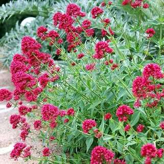 Валериана красная Coccineus (Кокцинеус)