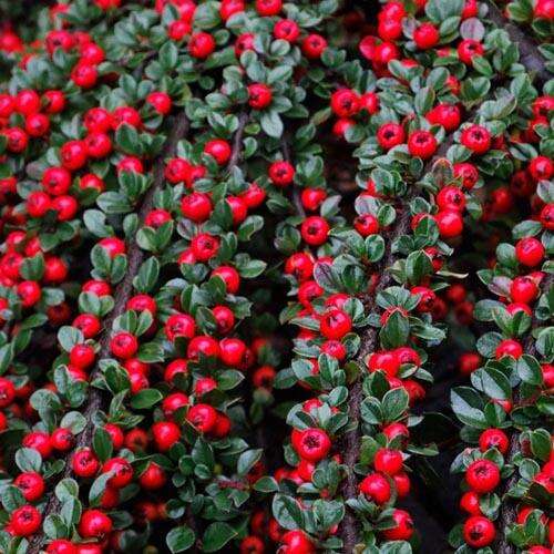 Кизильник гибридный Coral Beauty (Корал Бьюти)