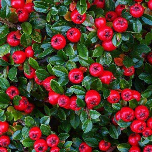 Кизильник гибридный Coral Beauty (Корал Бьюти)