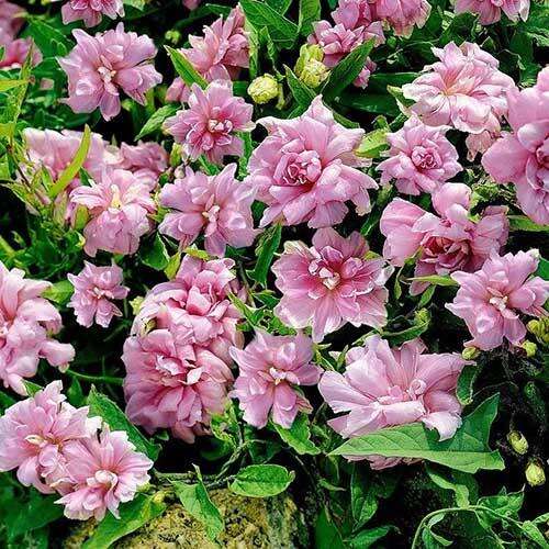 Калистегия Flore Pleno (Флоре Плено)