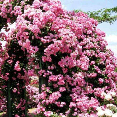 Калистегия Flore Pleno (Флоре Плено)