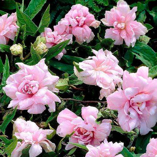 Калистегия Flore Pleno (Флоре Плено)
