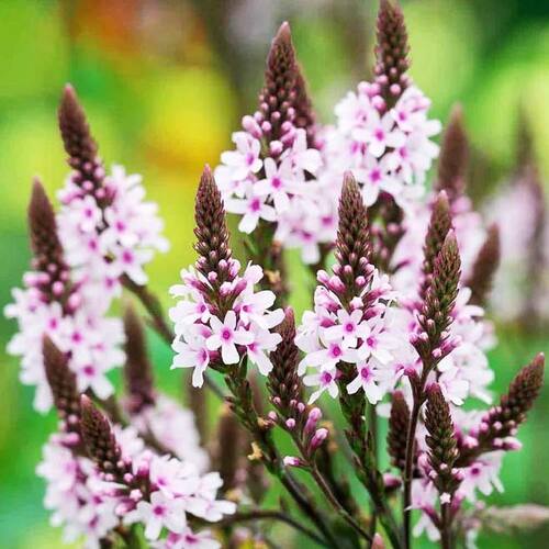 Вербена лекарственная Pink Spires (Пинк Спайрс)