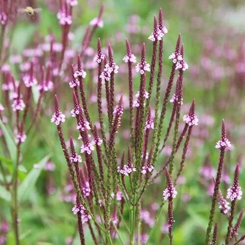 Вербена лекарственная Pink Spires (Пинк Спайрс)