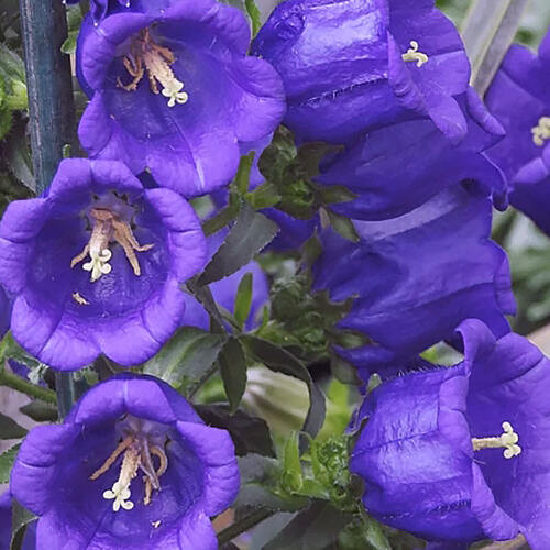 Колокольчик средний Campana Deep Blue (Кампана Дип Блу)