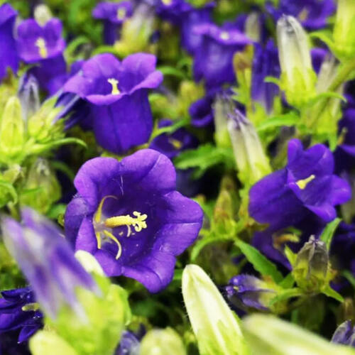 Колокольчик средний Campana Deep Blue (Кампана Дип Блу)