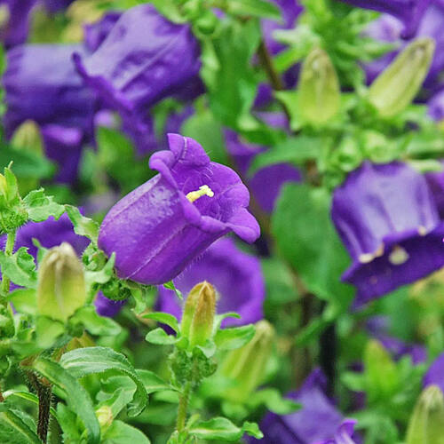 Колокольчик средний Campana Deep Blue (Кампана Дип Блу)