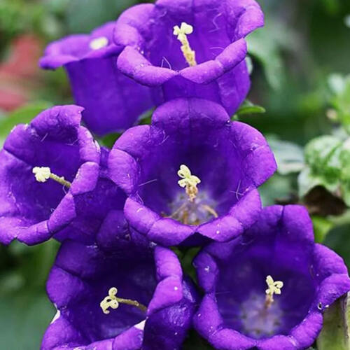Колокольчик средний Campana Deep Blue (Кампана Дип Блу)