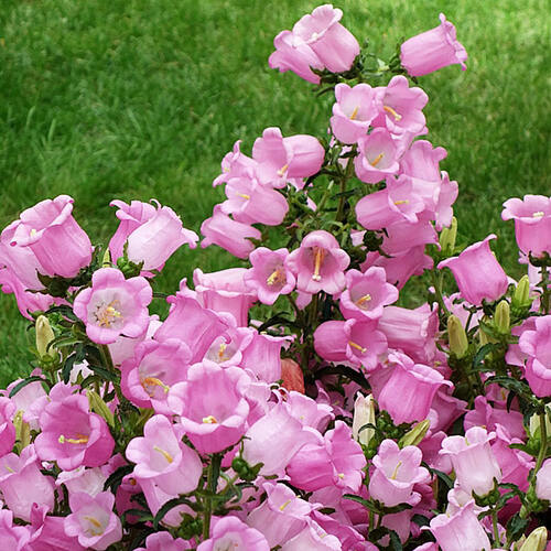 Колокольчик средний Campana Pink (Кампана Пинк)