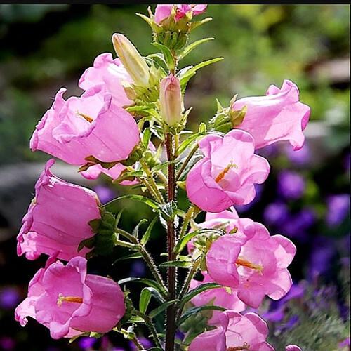 Колокольчик средний Campana Pink (Кампана Пинк)