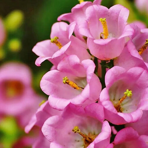 Колокольчик средний Campana Pink (Кампана Пинк)