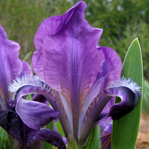 Ирис карликовый Atrovilacea (Атровиолацеа)