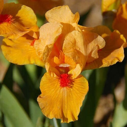 Ирис карликовый Orange Caper (Оранж Капер)