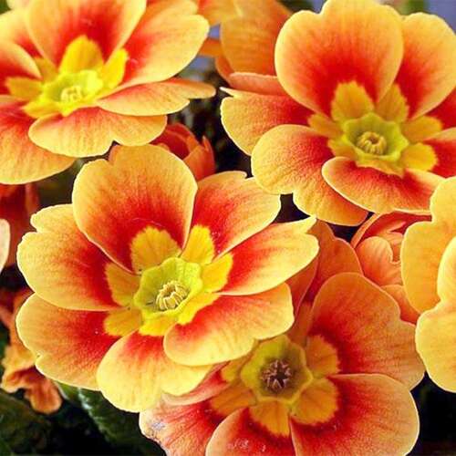 Примула Hethor Tagetes (Гетор Тагетес)