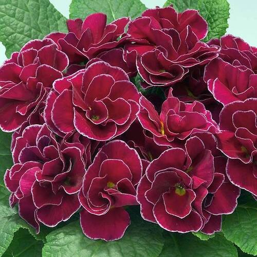 Примула махровая Hethor Petticote Violet (Гетор Петтикот Виолет)