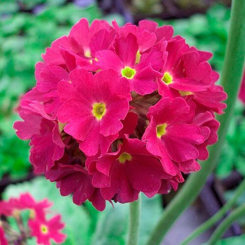 Примула Denticulata Rubra (Дентикулята Рубра)