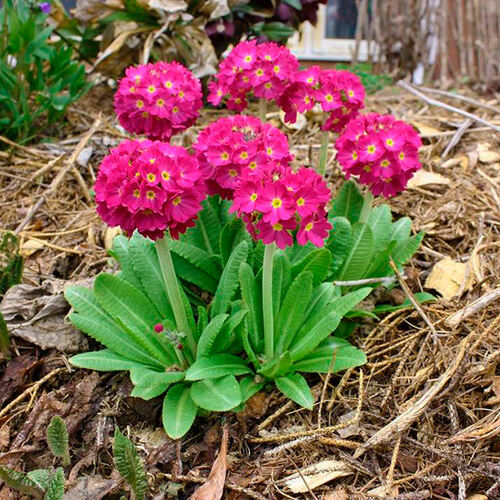 Примула Denticulata Rubra (Дентикулята Рубра)