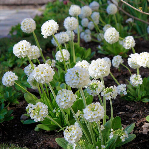 Примула Denticulata Alba (Дентикулята Белый)