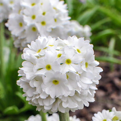 Примула Denticulata Alba (Дентикулята Белый)