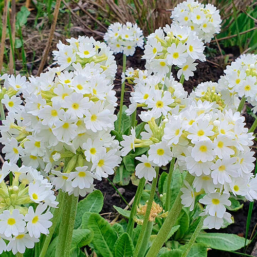 Примула Denticulata Alba (Дентикулята Белый)