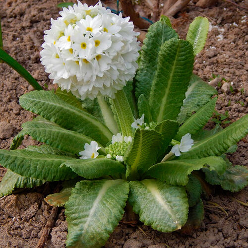 Примула Denticulata Alba (Дентикулята Белый)