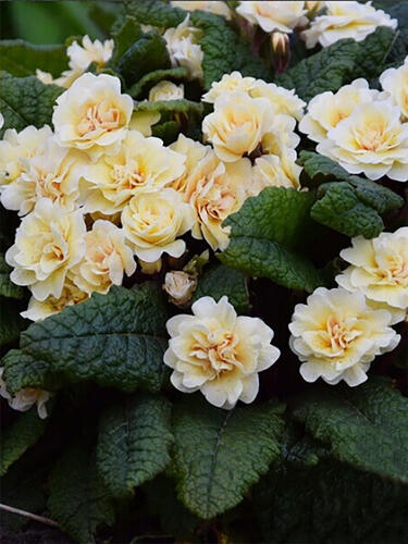 Примула  Guernsey Cream ( Гернси Крем)