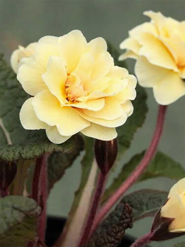 Примула  Guernsey Cream ( Гернси Крем)