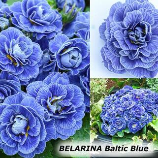 Примула Belarina Baltic Blue (Беларина Балтик Блю)