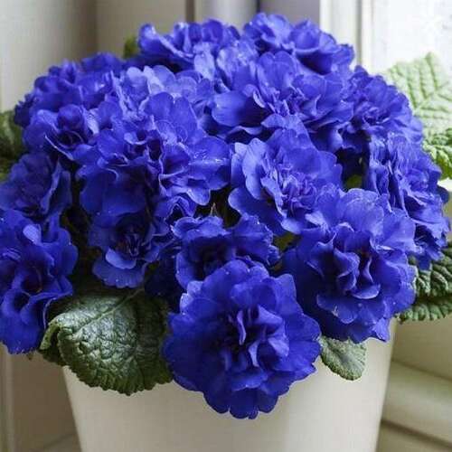 Примула Belarina Cobalt Blue (Беларина Кобальт Блю)