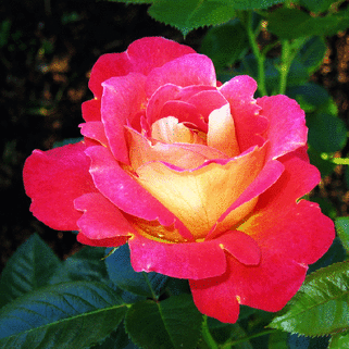 Роза шраб Декор Арлекин (Decor Harlekin)