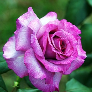 Роза флорибунда Найтингейл (Nightingale)