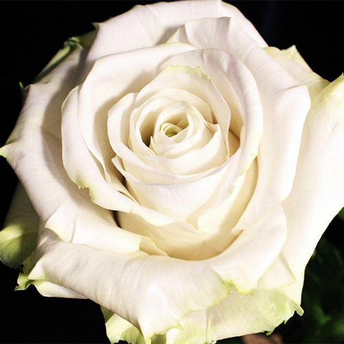 Роза чайно-гибридная Белый Шоколад (White Chocolate)