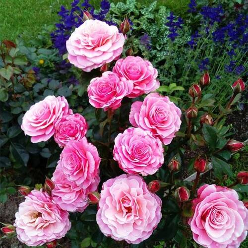 Роза флорибунда Тиклед Пинк (Tickled Pink)