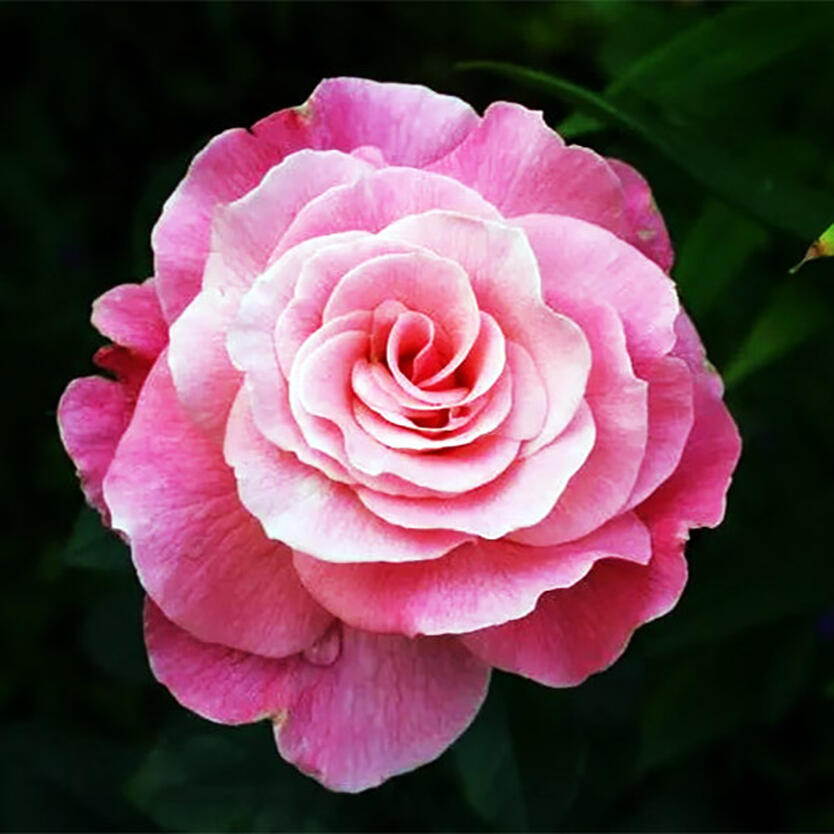 Роза флорибунда тиклед пинк фото и описание