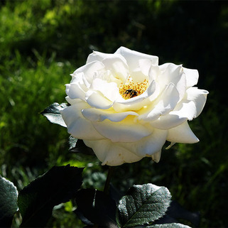 Роза плетистая Шнеевальцер (Schneewalzer)