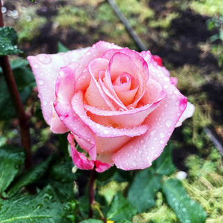 Роза чайно-гибридная Сиело (Cielo)