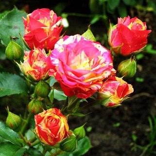 Роза миниатюрная Бигуди (Bigoudi)