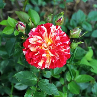Роза миниатюрная Бигуди (Bigoudi)