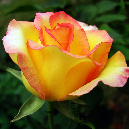 Роза чайно-гибридная Амбианс (Ambiance)