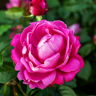Роза чайно-гибридная Сентр Роял (Senteur Royale)
