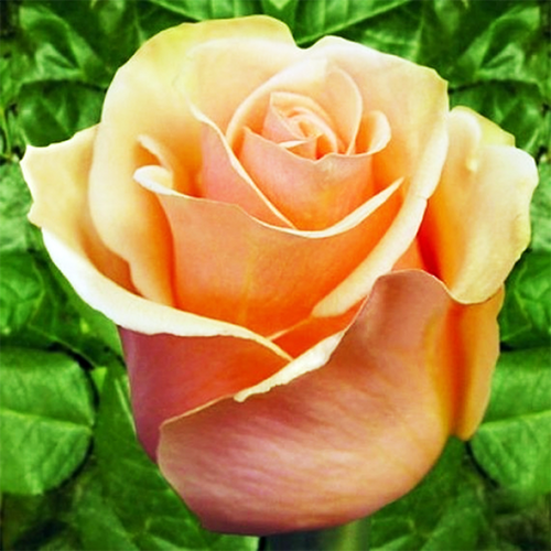 Роза чайно-гибридная Примадонна (Primadonna)