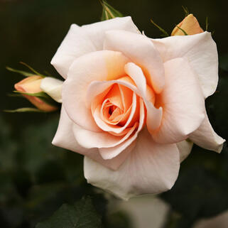 Роза чайно-гибридная Примадонна (Primadonna)