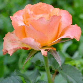 Роза чайно-гибридная Карпе Дием (Carpe Diem)