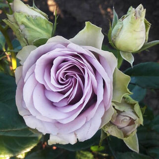 Роза чайно-гибридная Тиара (Tiara)