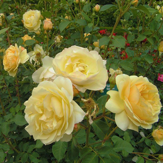 Роза плетистая Голден Элеганс (Golden Elegance)